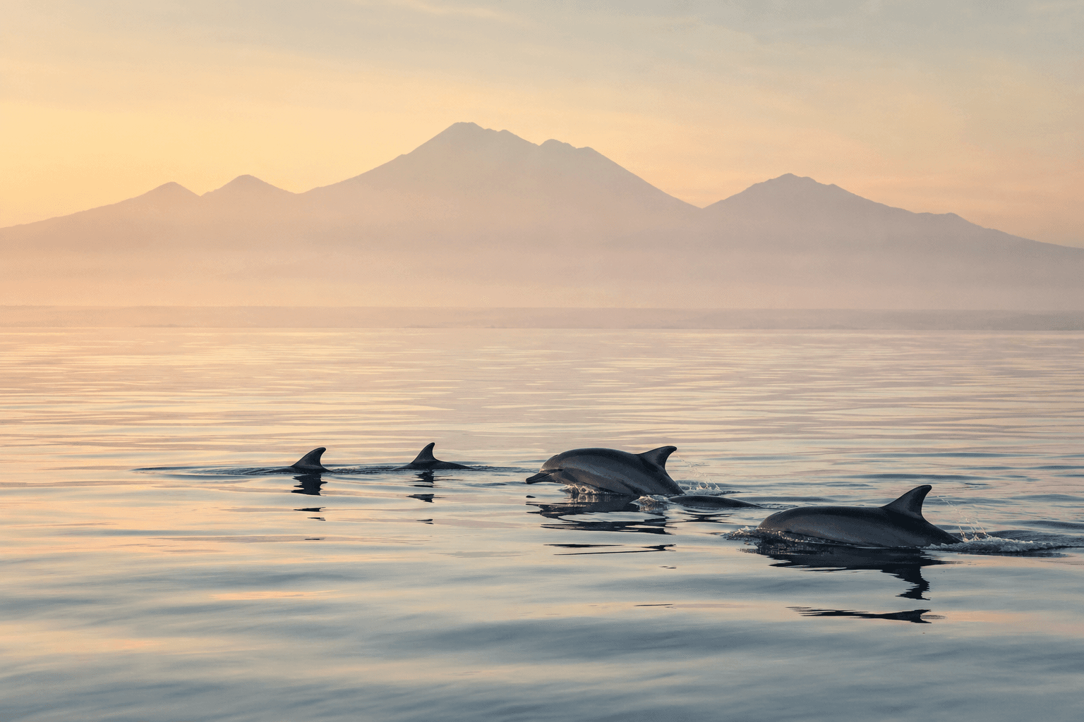 Two sleek wild dolphins gliding peacefully in the calm, misty morning ocean of North Bali